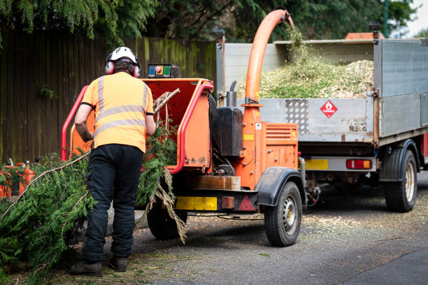 Best Palm Tree Trimming  in Park Forest, IL