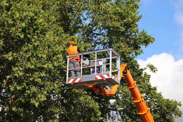 Best Hedge Trimming  in Park Forest, IL